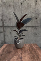 Wild Fang Rubber Plant