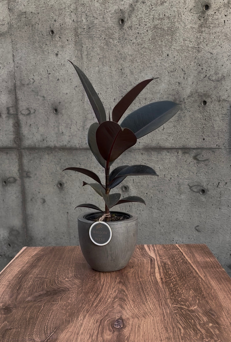 Wild Fang Rubber Plant