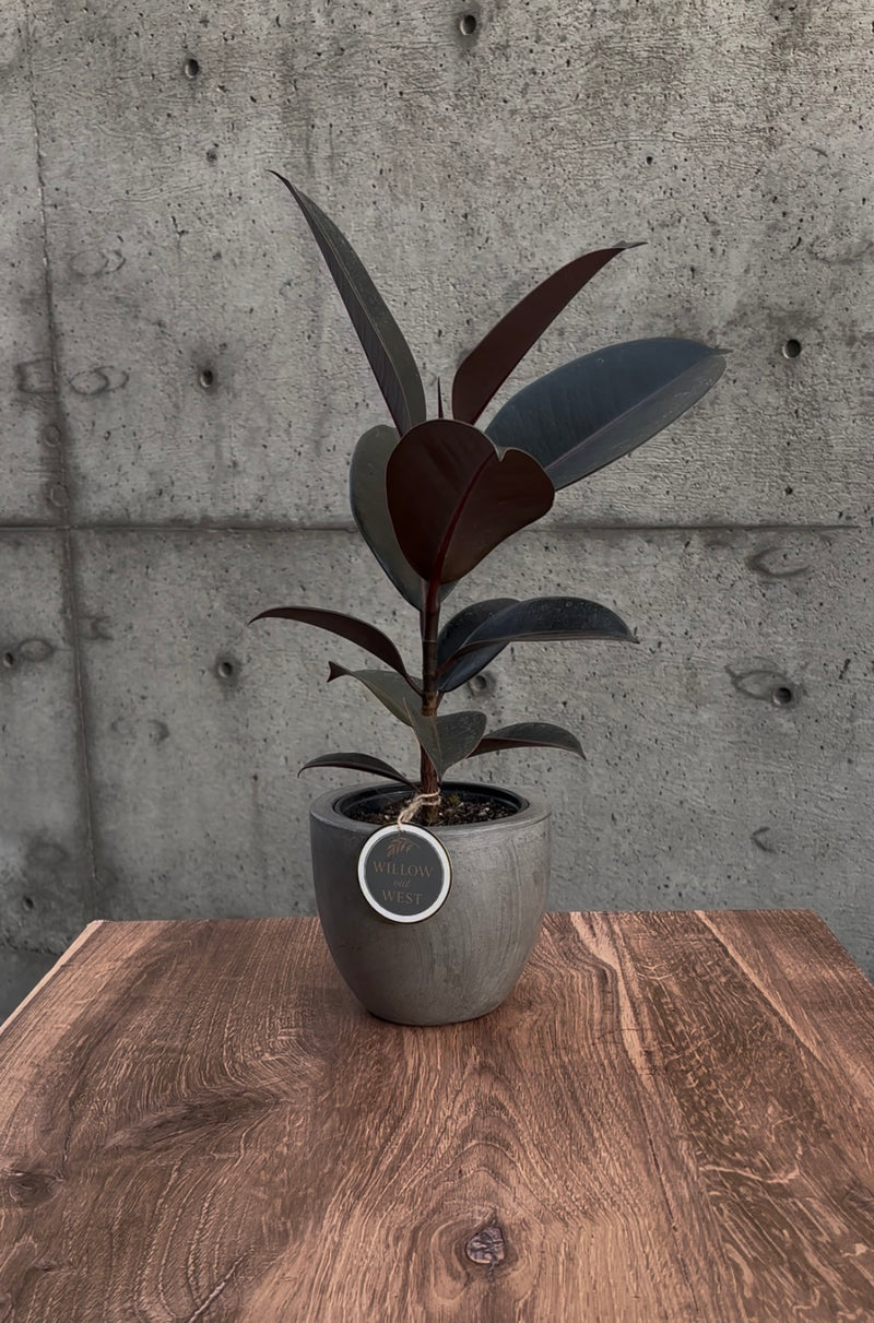 Wild Fang Rubber Plant