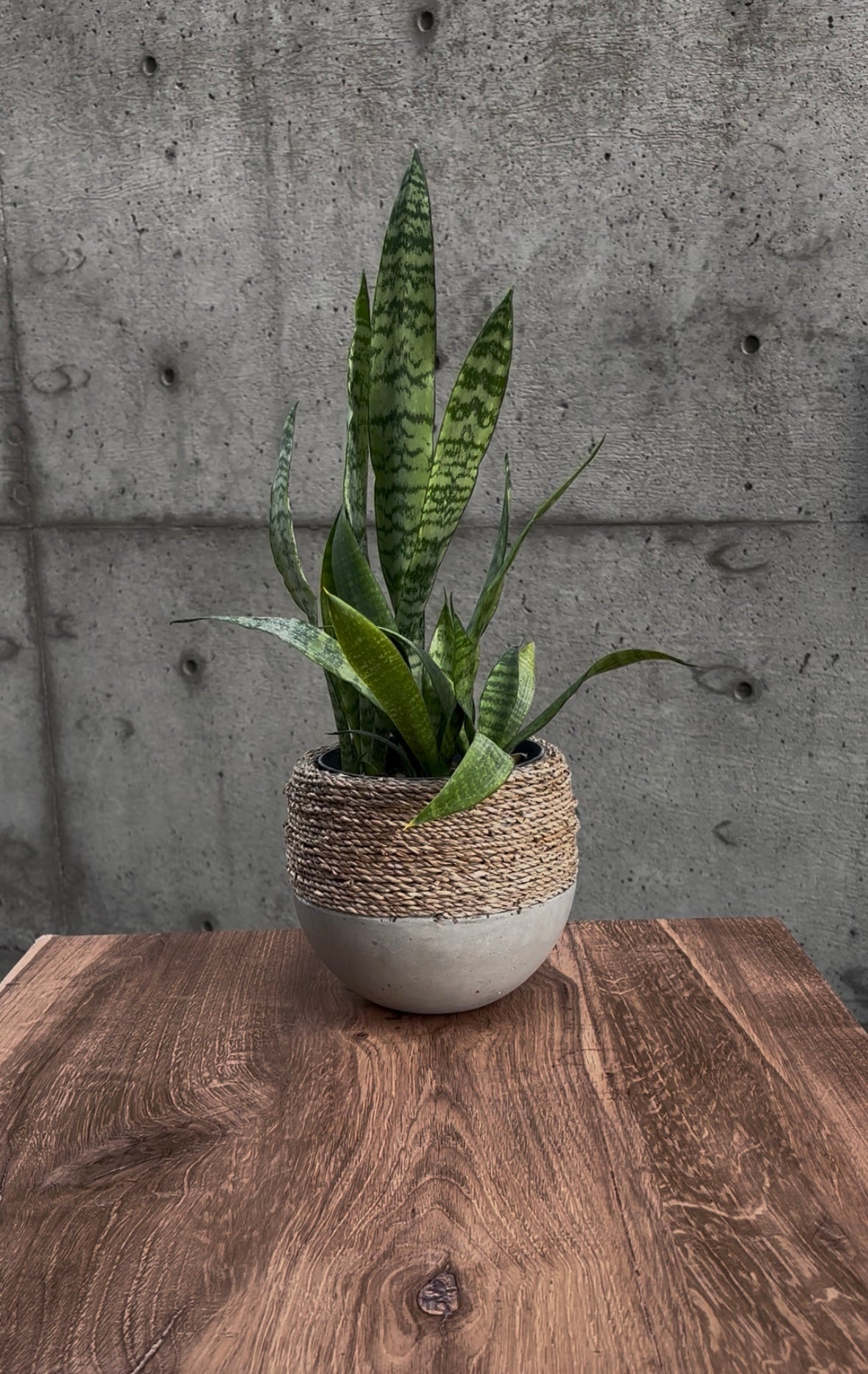 Stone Serpent Snake Plant