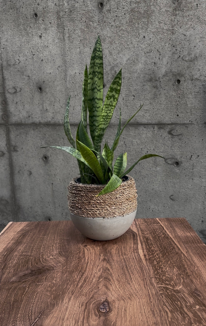 Stone Serpent Snake Plant
