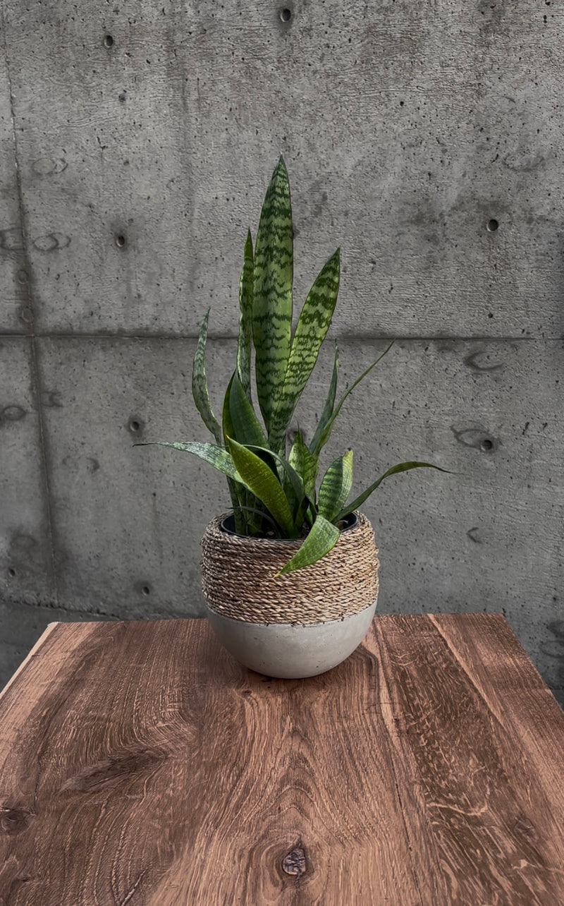 Stone Serpent Snake Plant