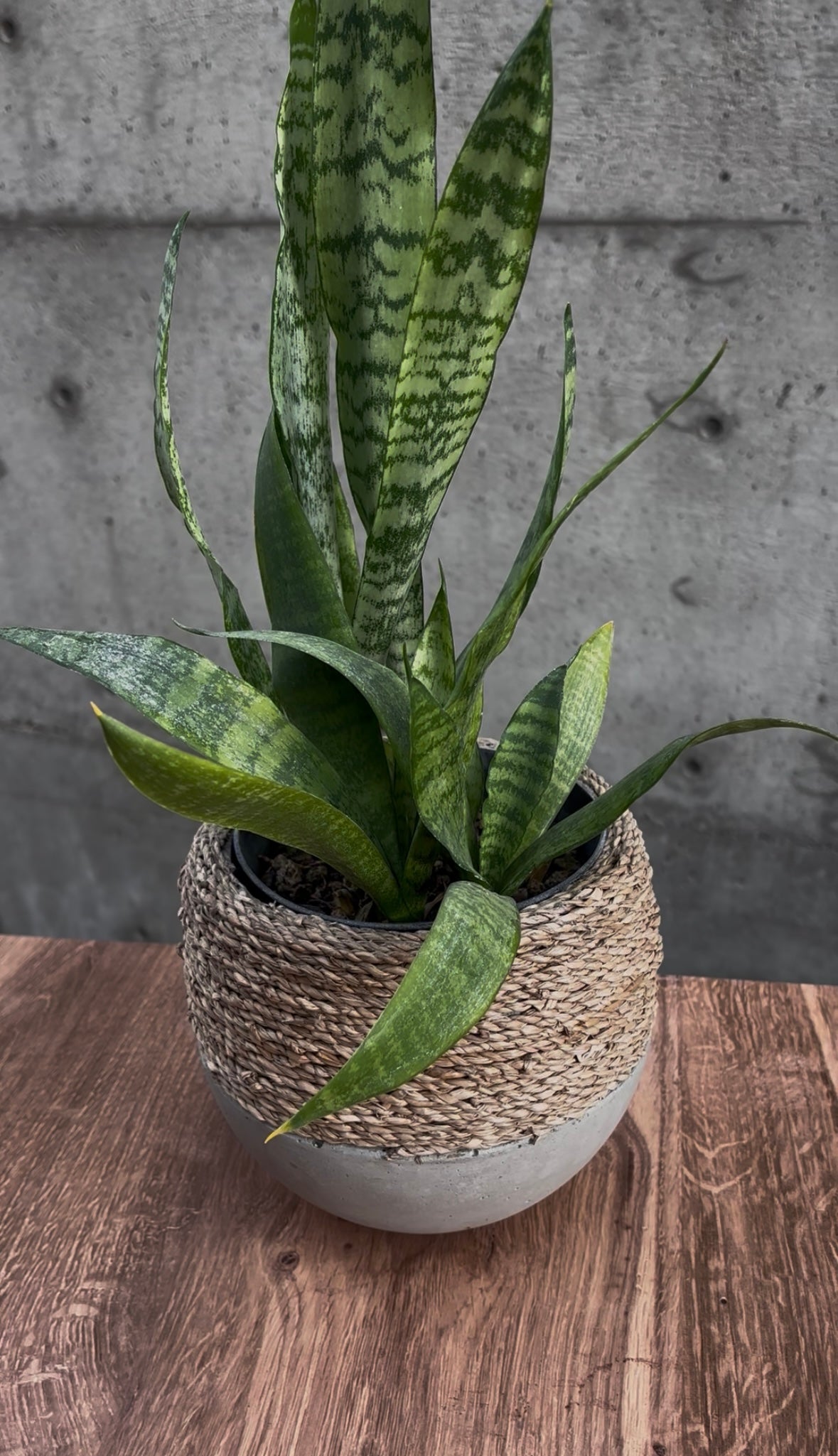 Stone Serpent Snake Plant