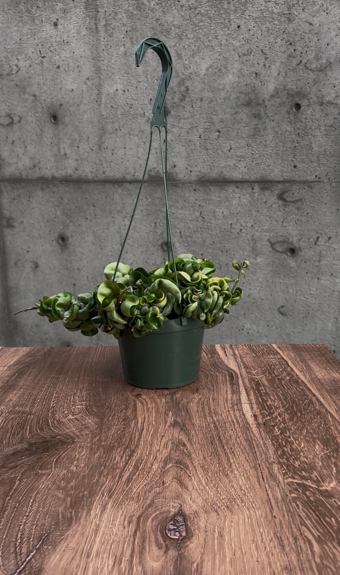Emberleaf Hanging Plant