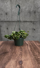 Emberleaf Hanging Plant