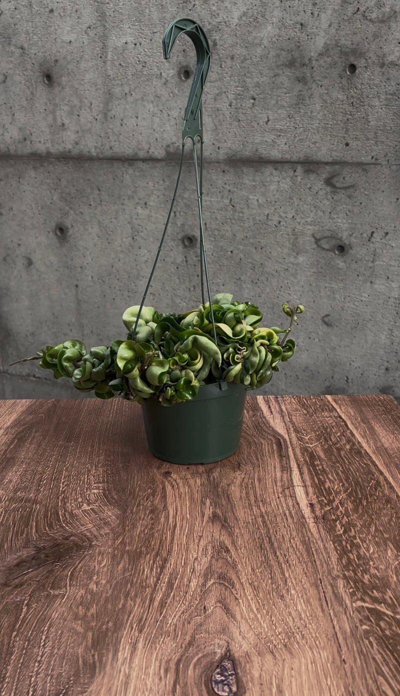 Emberleaf Hanging Plant