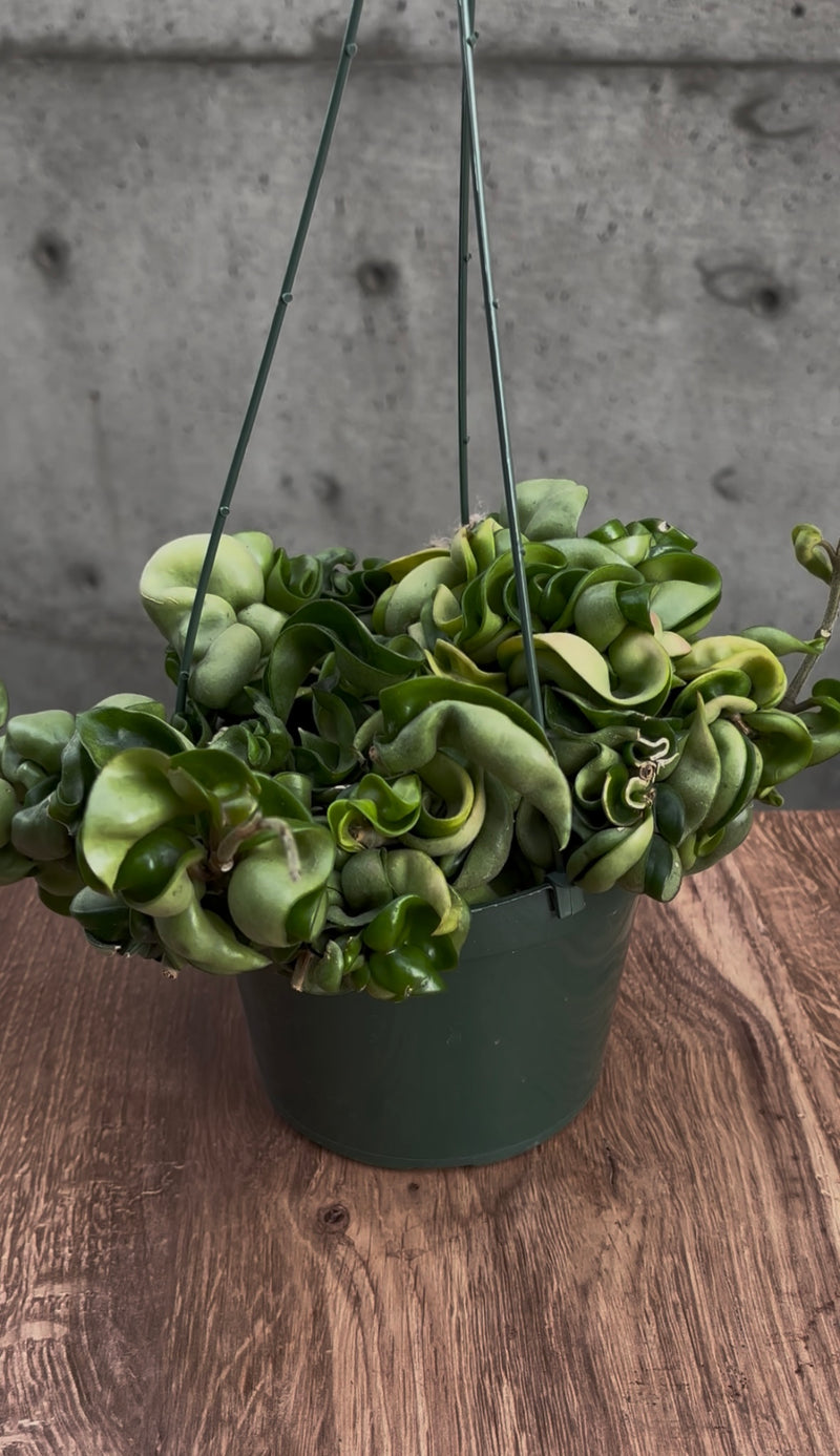 Emberleaf Hanging Plant