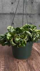 Emberleaf Hanging Plant