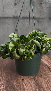Emberleaf Hanging Plant