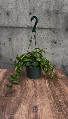 Briarfield Hanging Plant
