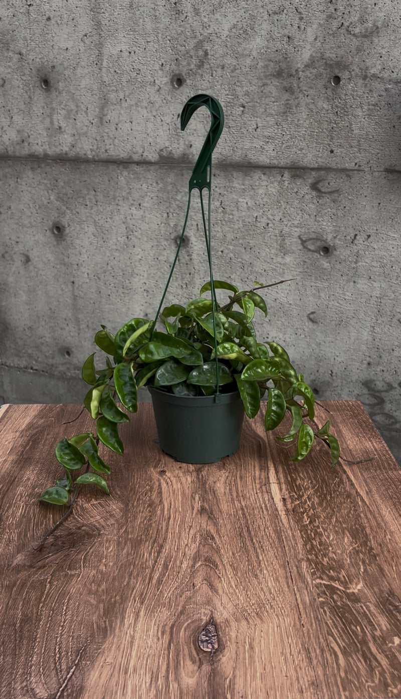 Briarfield Hanging Plant