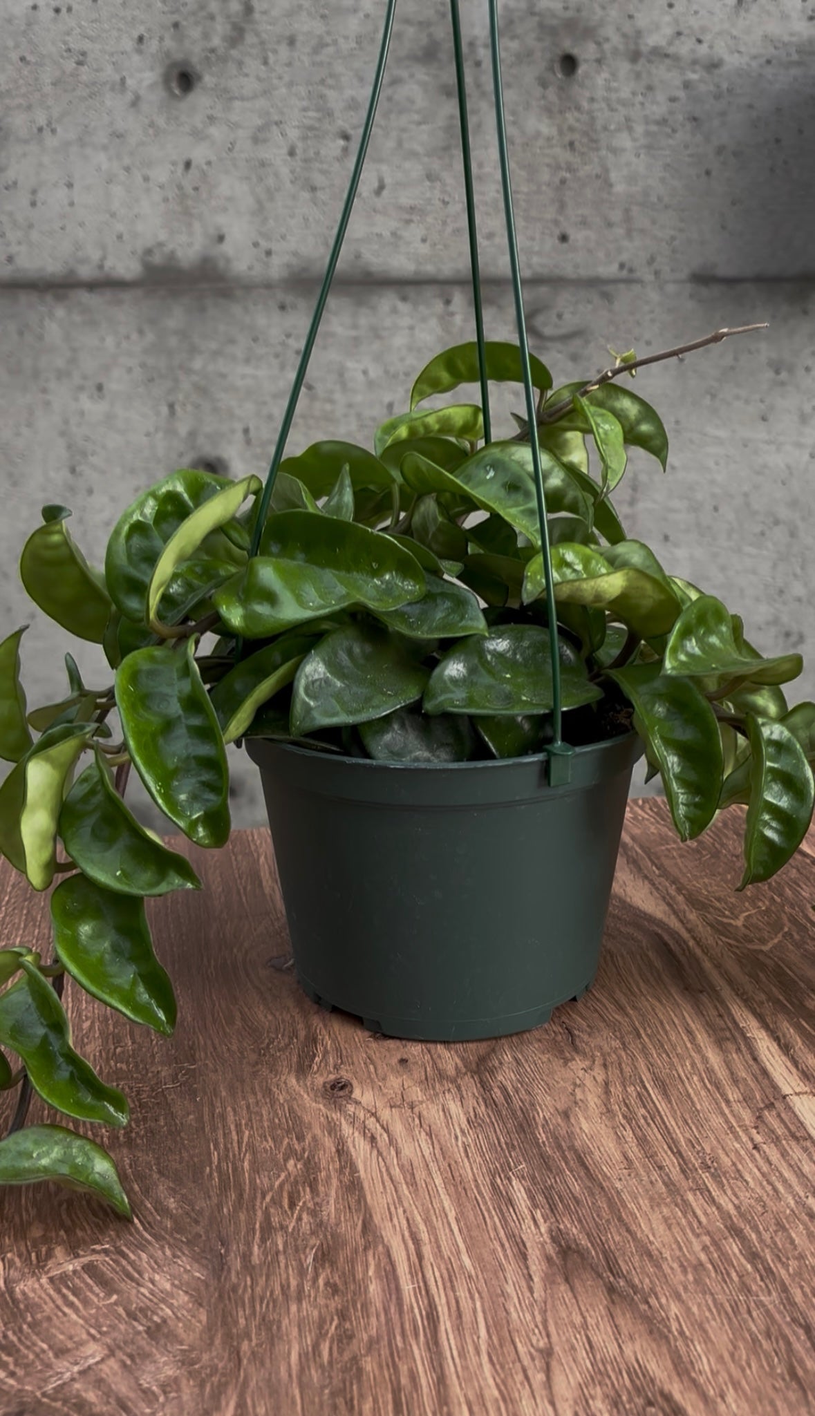 Briarfield Hanging Plant