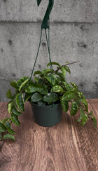 Briarfield Hanging Plant