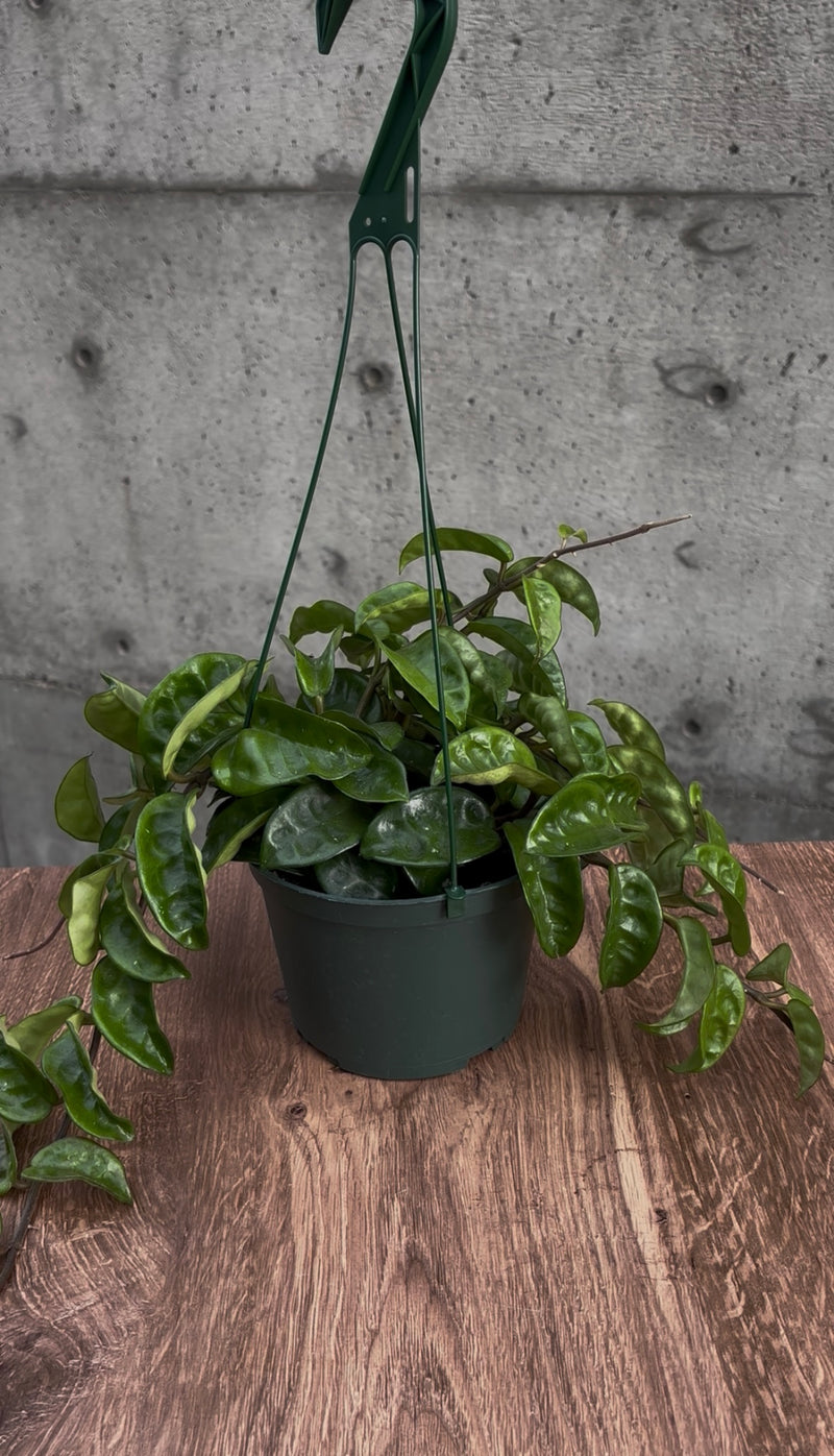 Briarfield Hanging Plant