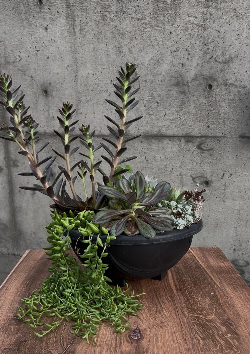 Wild Mesa Succulent Planter