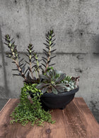 Wild Mesa Succulent Planter