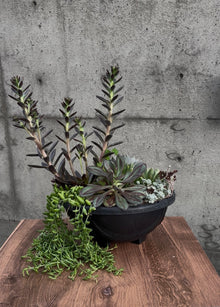 Wild Mesa Succulent Planter