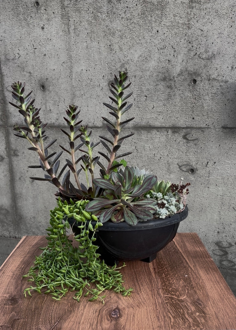 Wild Mesa Succulent Planter