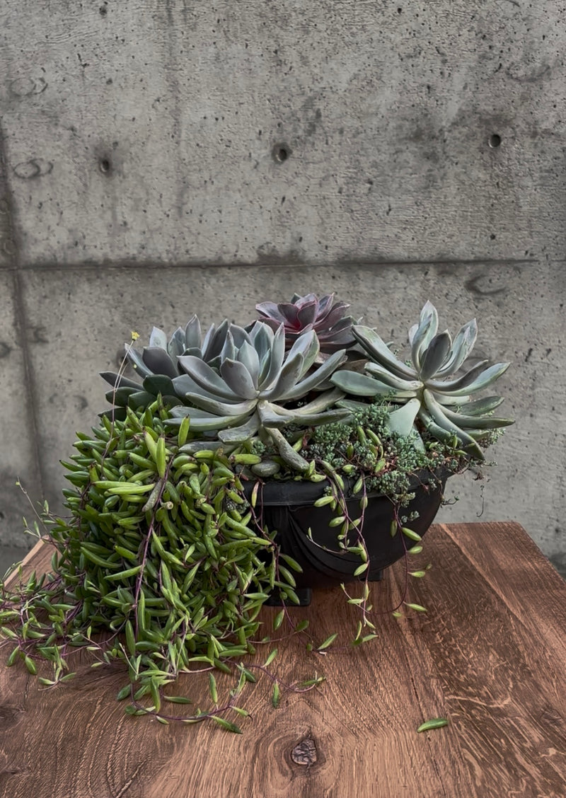Mesa Bloom Succulent Planter