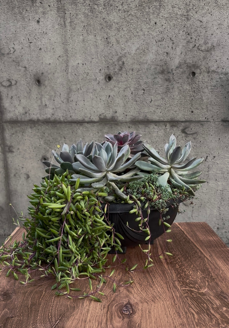 Mesa Bloom Succulent Planter
